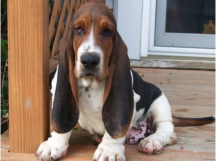 Bassethound