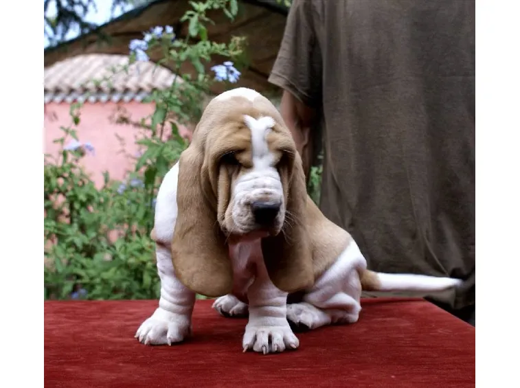 Bassethound cucciolo