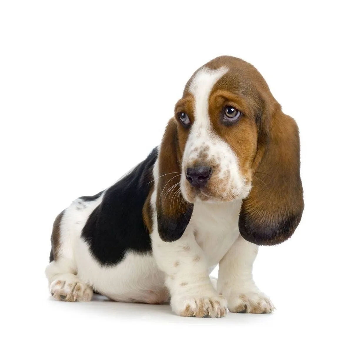 Cuccioli di bassethound