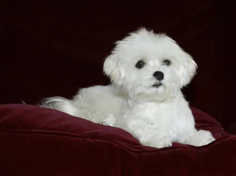 Cane razza maltese