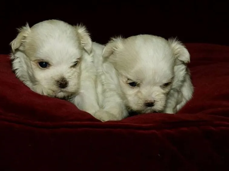 Cuccioli di razza maltese