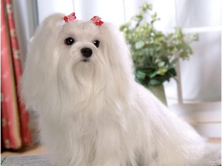 Cane razza maltese