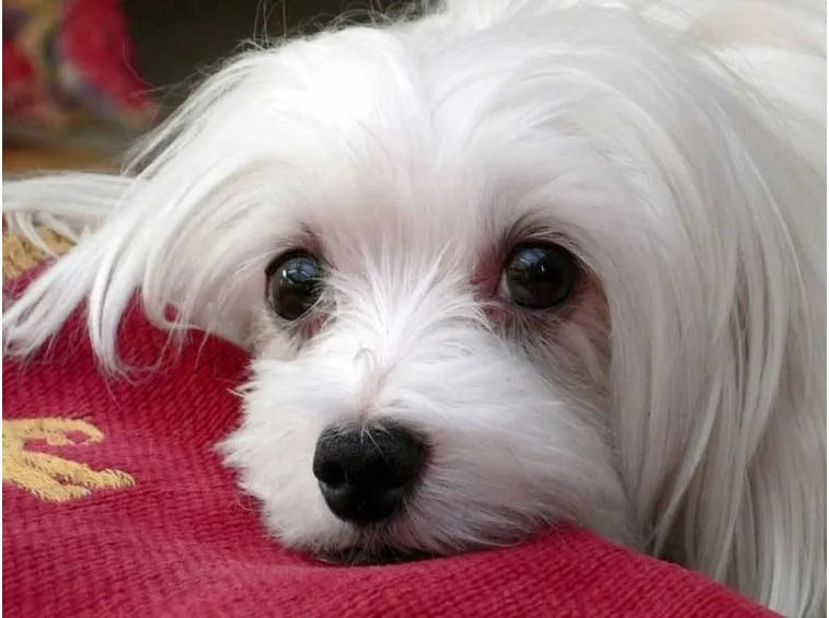 Cane razza maltese