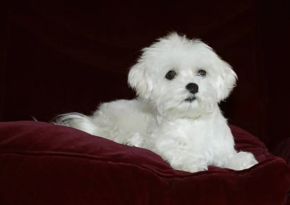 Cane razza maltese