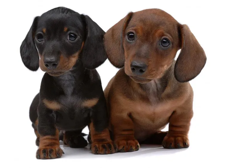 Cuccioli di Dachshund