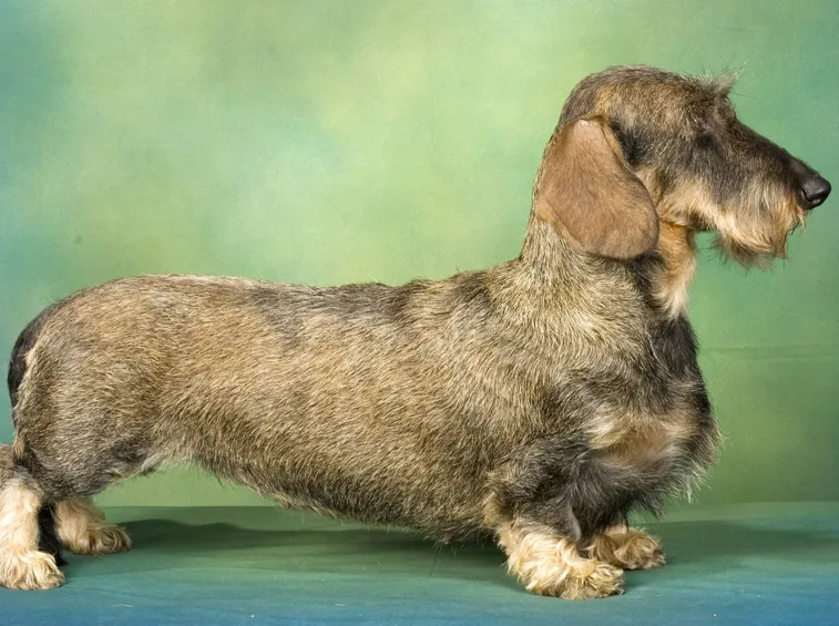 Dachshund a pelo duro