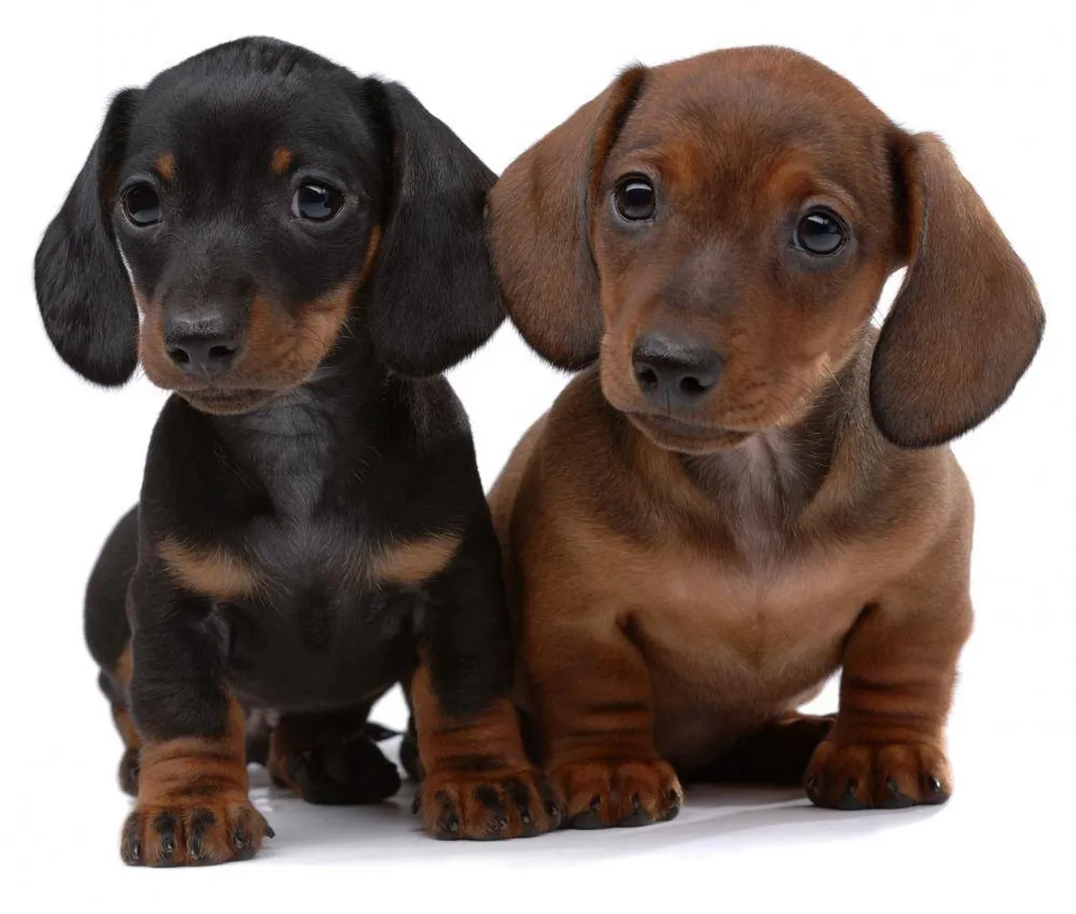 Cuccioli di Dachshund