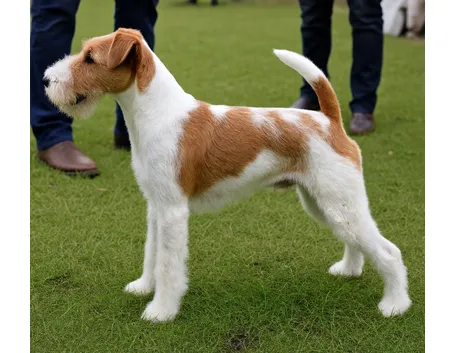 Fox Terrier