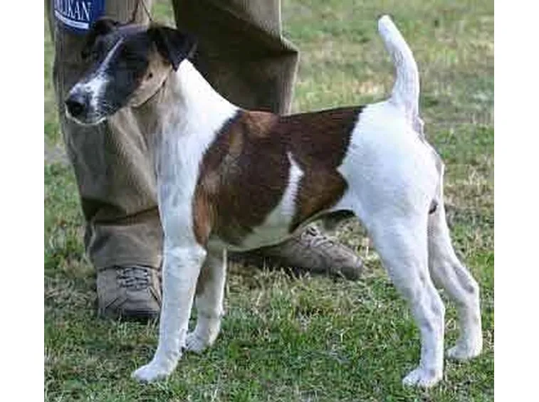 Fox Terrier