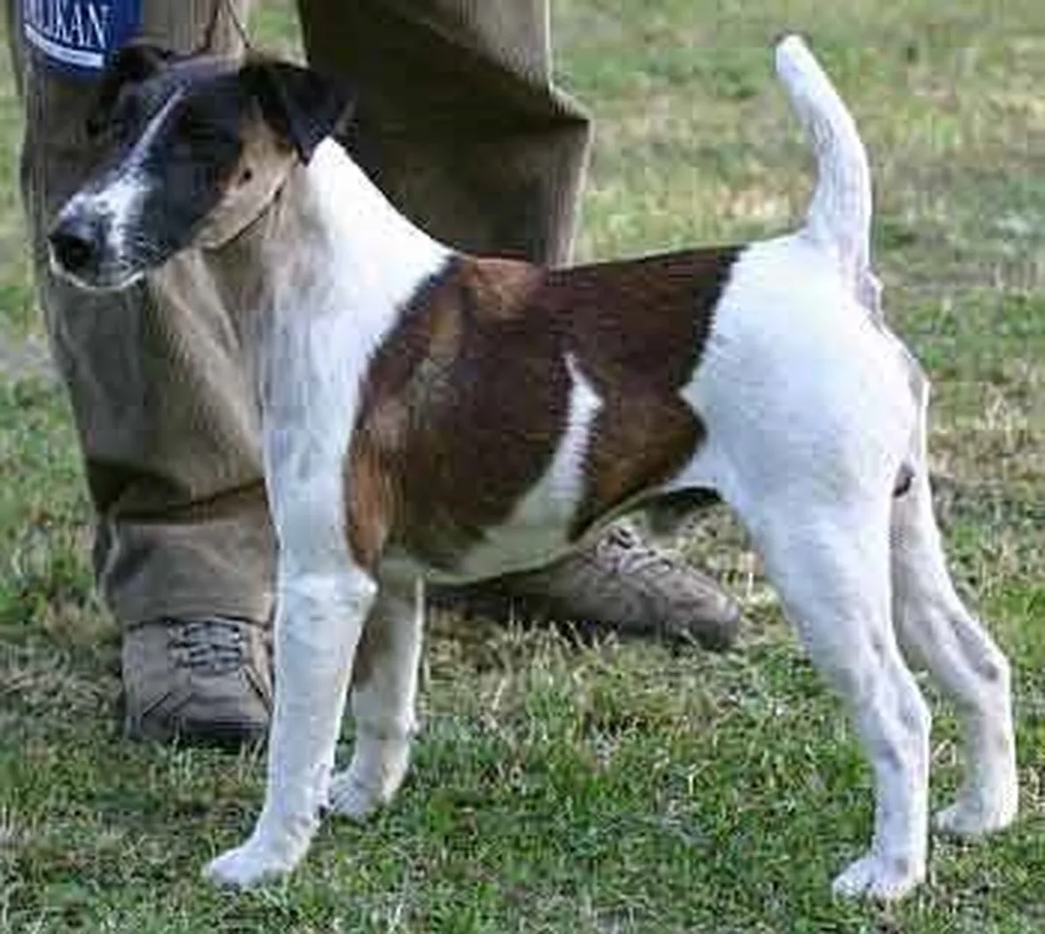 Fox Terrier