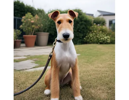 Fox Terrier