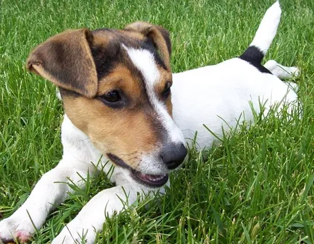 Jack russel