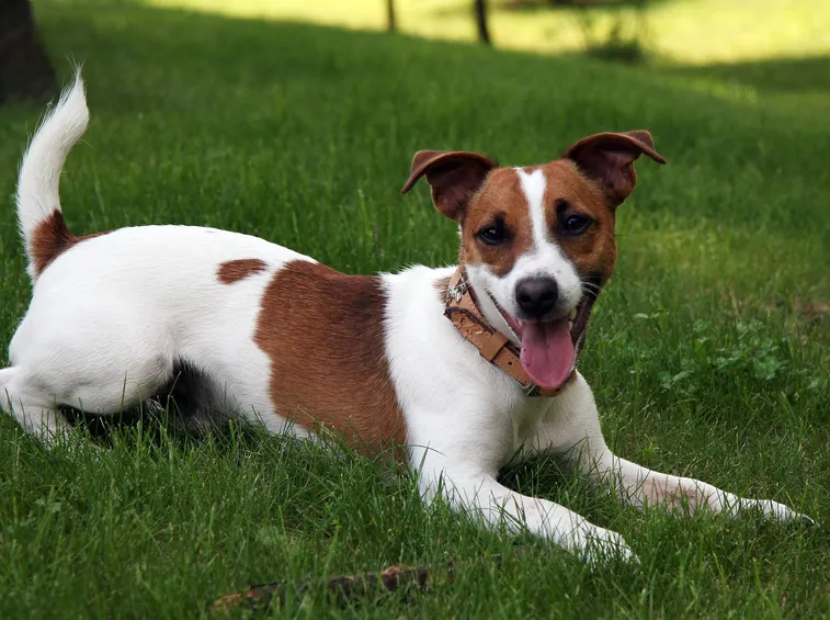 Jack russel adulto