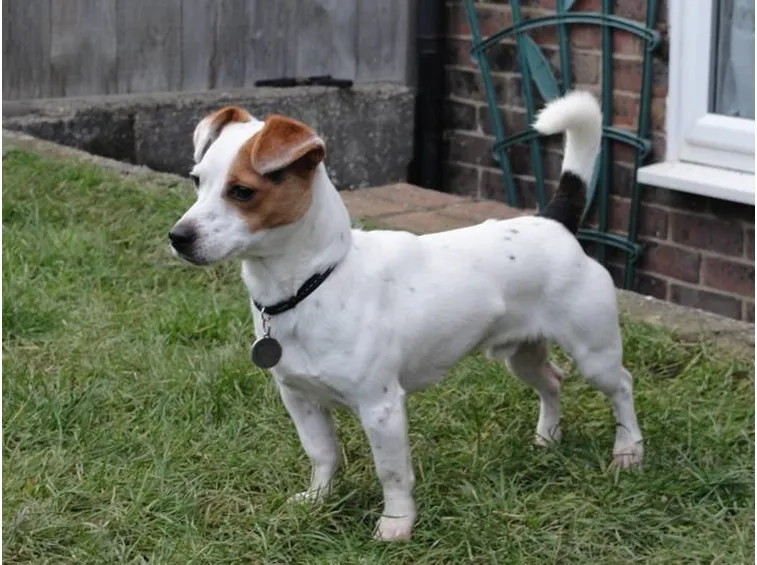 Jack russel