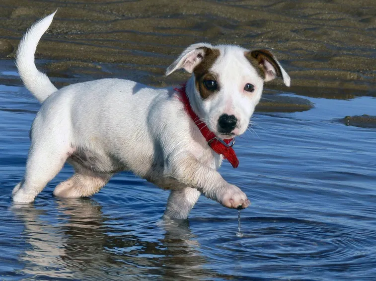 Cucciolo di jack russel