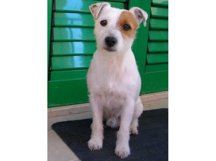 Tutta l'attenzione e l'intelligenza di un Jack Russel Broken