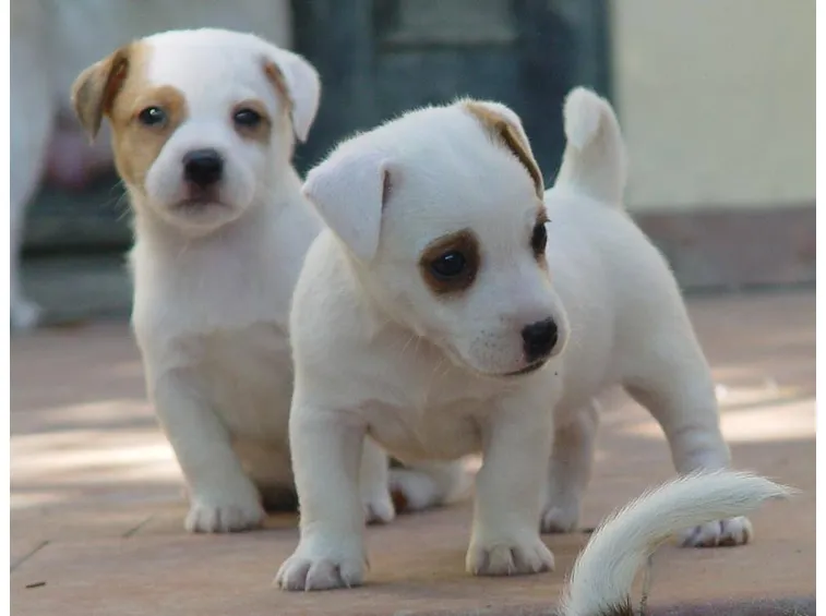 Bellissimi cuccioli di Jack Russel
