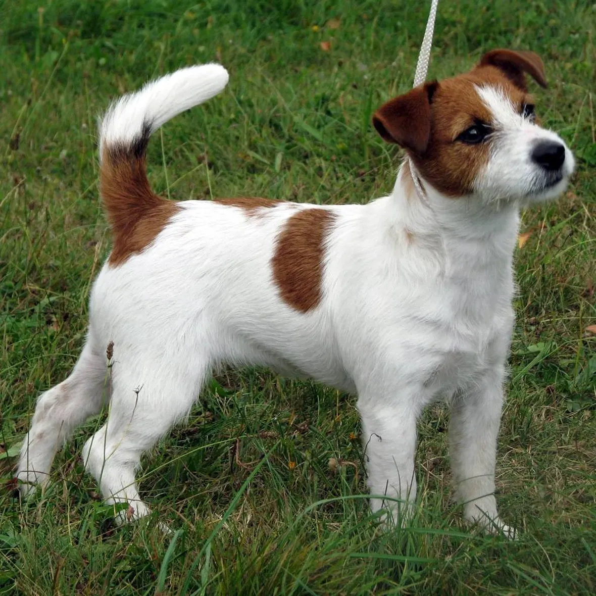Jack Russel Broken: bello e simpaticissimo