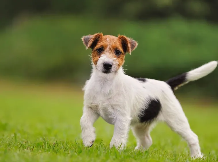 Le diverse caratteristiche del cane