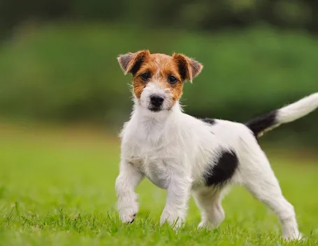 Jack Russell a pelo ruvido