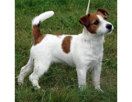 Jack Russell Terrier