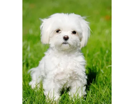Cane maltese a pelo corto