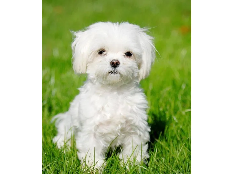 Cane maltese a pelo corto