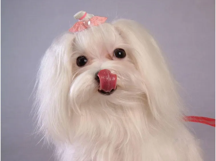 Maltese a pelo lungo