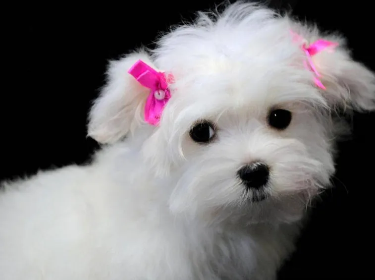 Cane maltese
