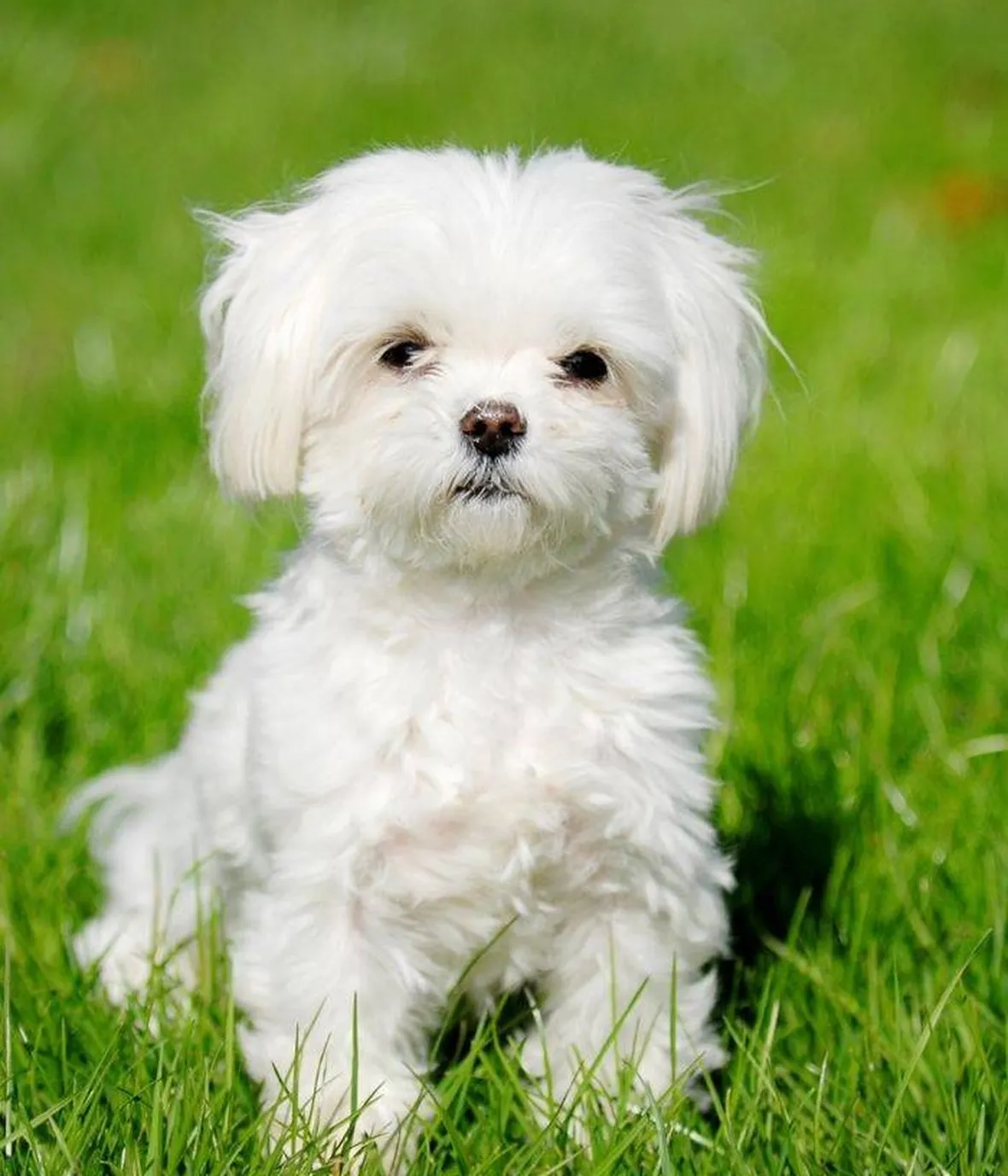 Cane maltese a pelo corto