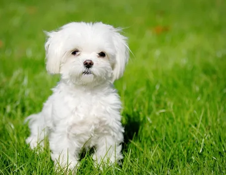 Cucciolo di maltese