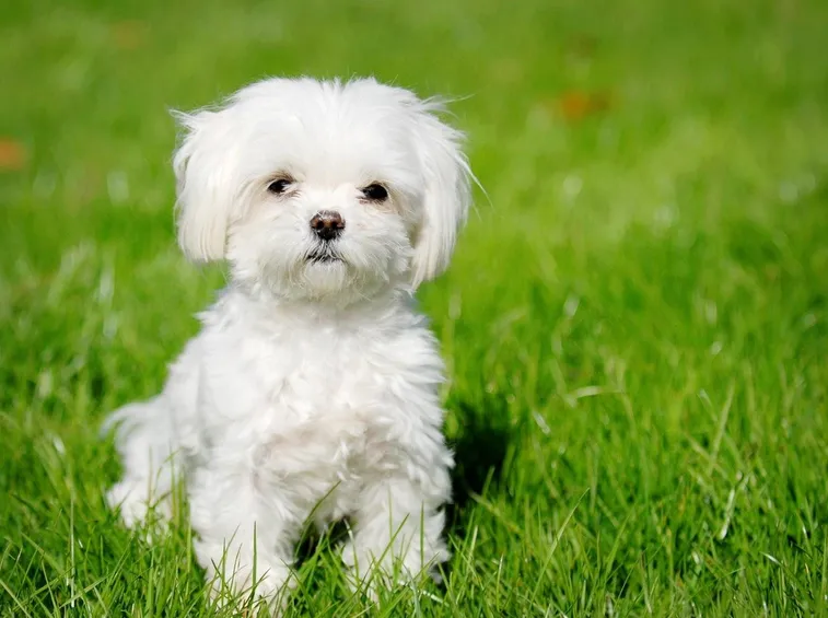 Cucciolo di maltese