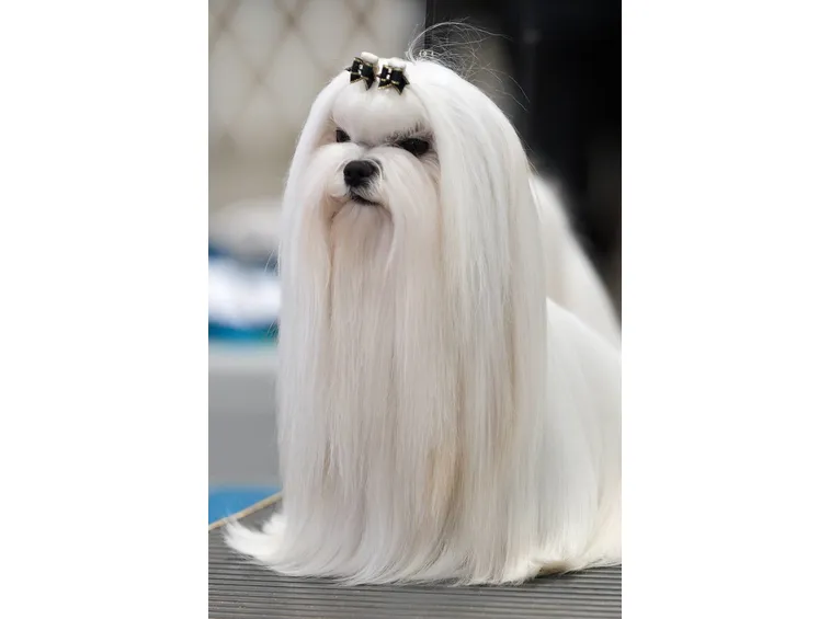 Maltese pelo lungo