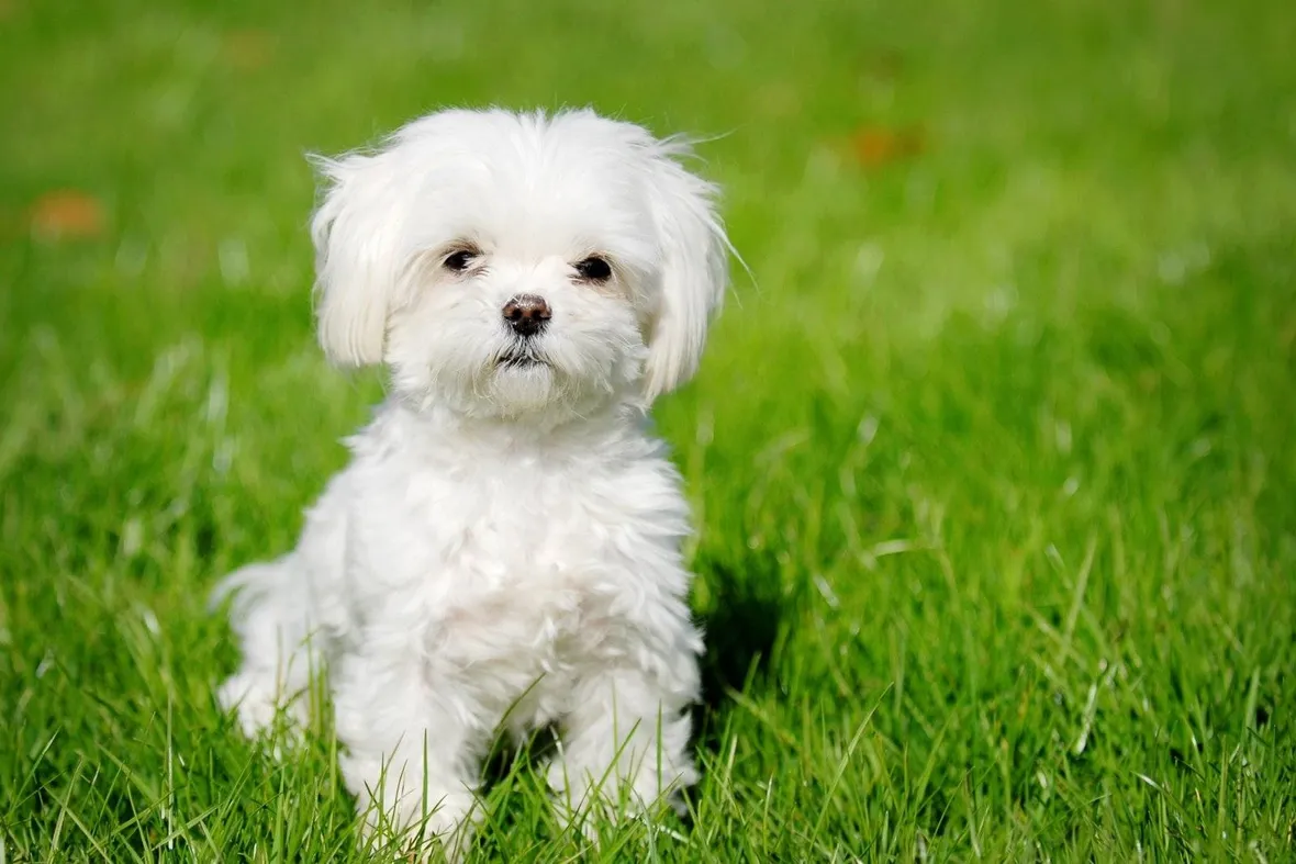 Cucciolo di maltese