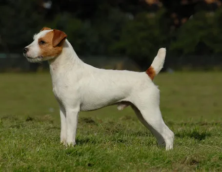 Parson Russell Terrier