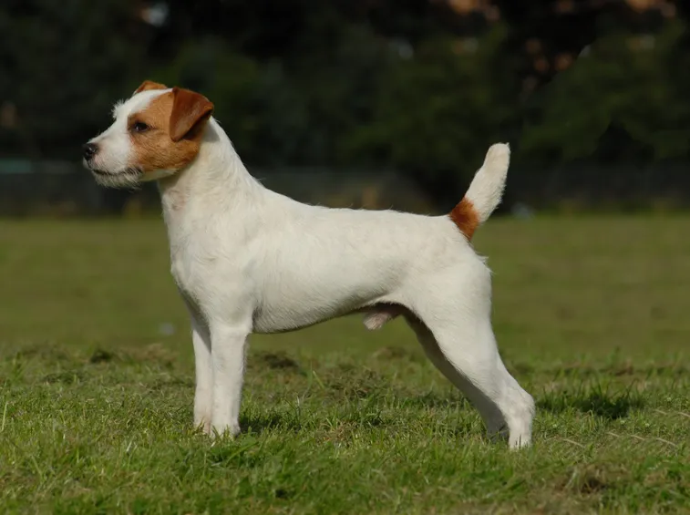 Parson Russell Terrier