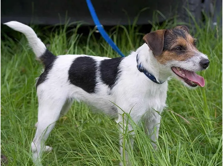 Parson Russell Terrier a macchie nere