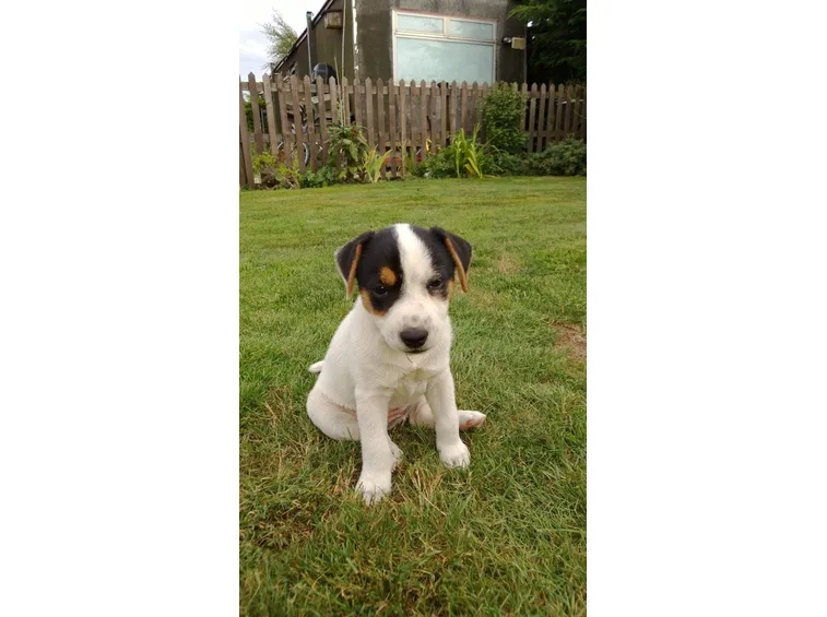 Parson Russell Terrier cucciolo