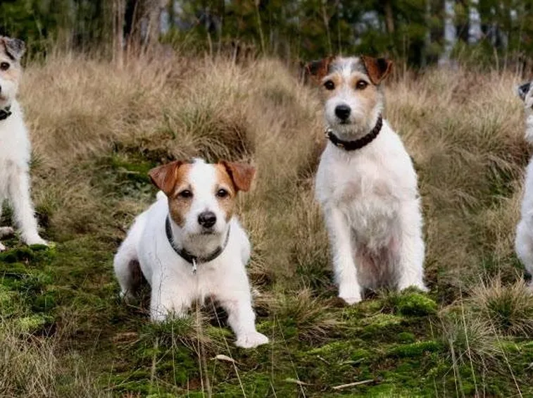 Gruppo di Parson Russell Terrier