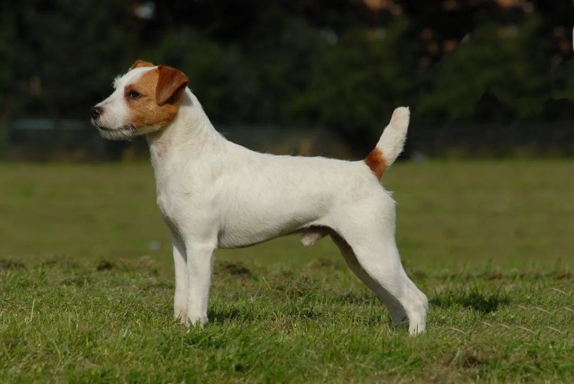 Parson Russell Terrier