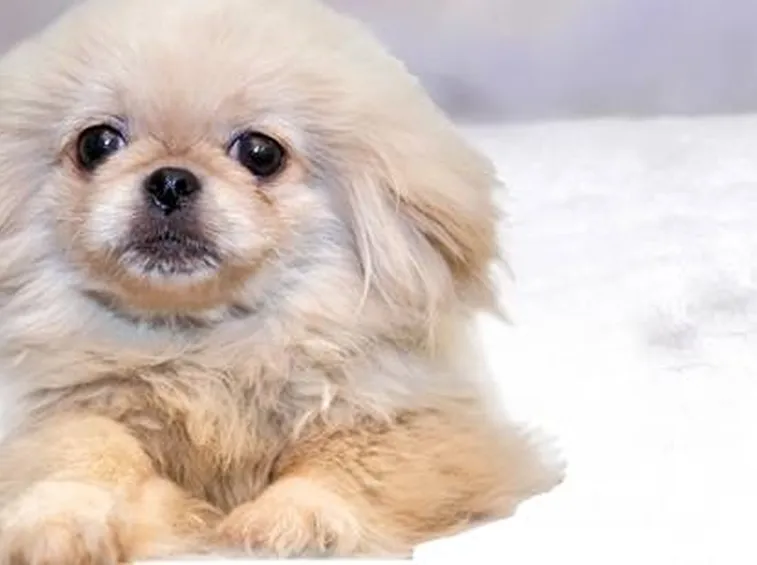 Pechinese cucciolo