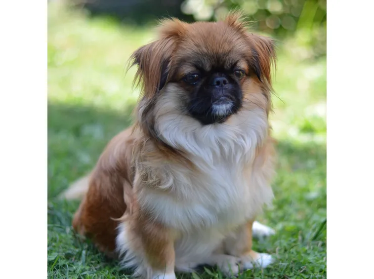 Cucciolo di pechinese