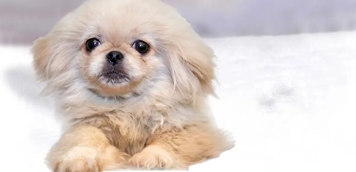 Pechinese cucciolo