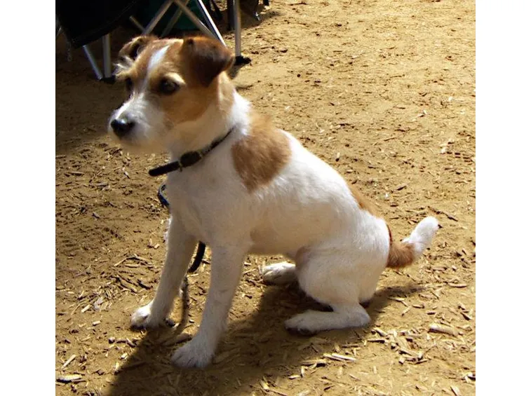 Jack Russell