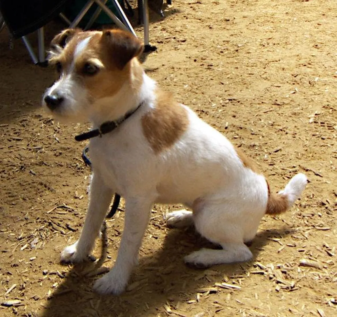 Jack Russell