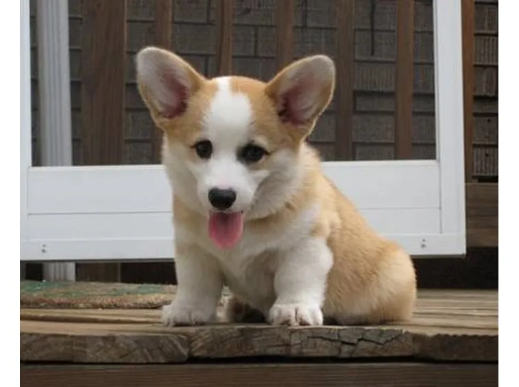 welsh corgi pembroke