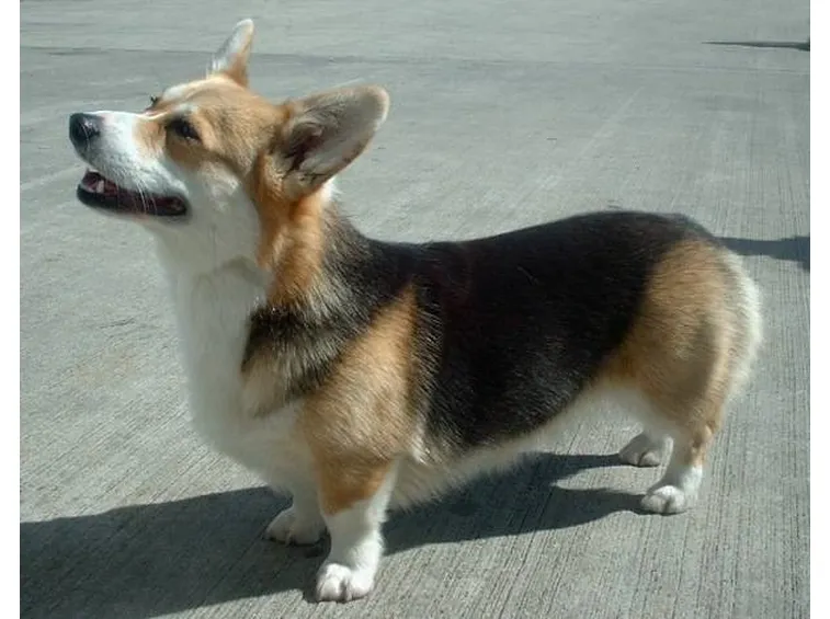 welsh corgi pembroke