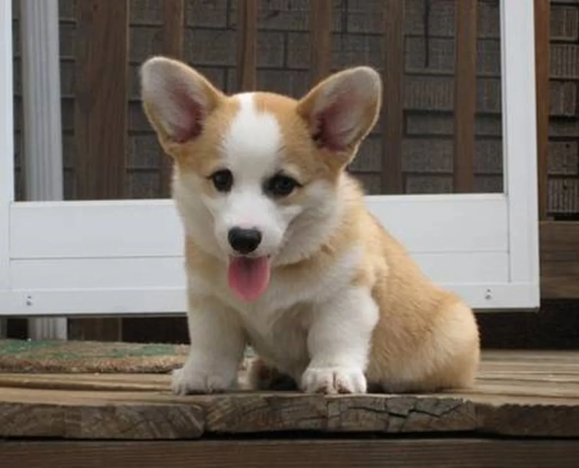 welsh corgi pembroke