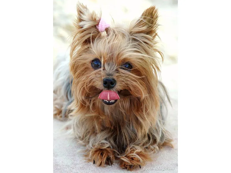 yorkshire terrier