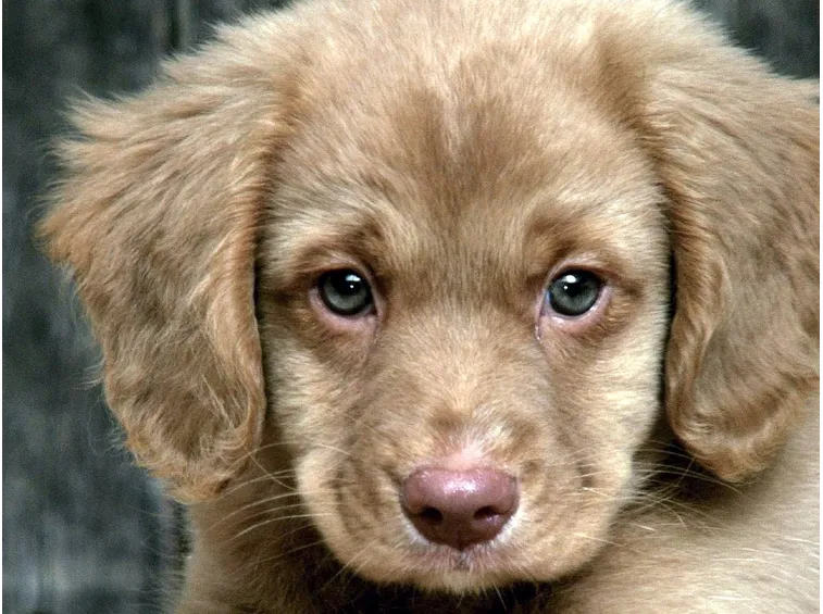 adozioni cane